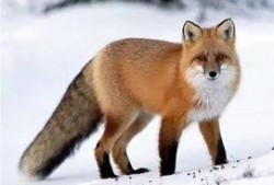 赤狐端游爆料最新消息,神秘势力崛起，全新剧情即将解锁！