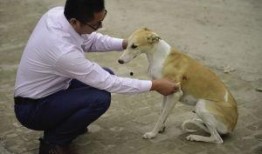 娱乐吃瓜酱细狗