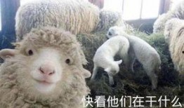 网友爆料小羊怎么办视频,小羊怎么办？视频揭示惊人真相