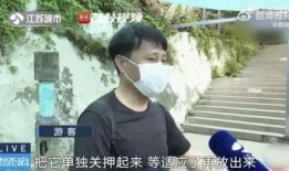 网红吃瓜斗舞是谁,一场视觉盛宴的狂欢