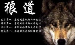 狼道网友爆料视频大全,揭秘网络热点背后的真相