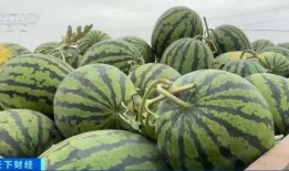 网红戈优吃瓜1块钱,一元揭秘娱乐圈幕后真相