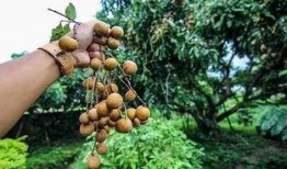 龙眼观察爆料视频大全