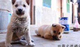 娱乐吃瓜酱细狗