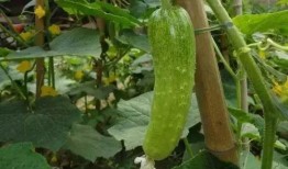 琳琳和土豆网红吃瓜,一场别开生面的吃瓜盛宴