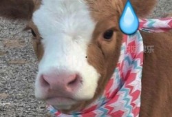 娱乐吃瓜酱细狗